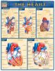 HEART Quick Study Guide