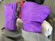 Scooter Mittens Purple