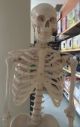 Skeleton Actual Size